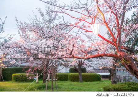 light up lantern on sakura cherry tree in Asahigaoka park, Kashima light up lantern on sakura cherry tree in Asahigaoka park, Kashima 135238478