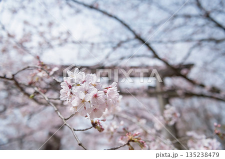 sakura blossom by torii gate at Homangu Kamado shrine, Dazaifu 135238479