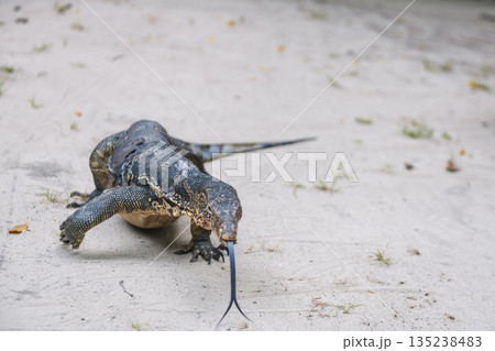 water monitor on Kradan beach and stick its tongue, Trang 135238483