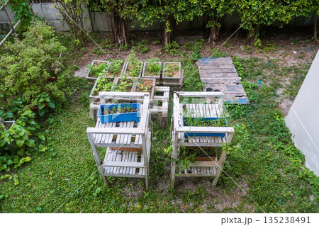 Organic vegetable plant on wooden table of house garden 135238491