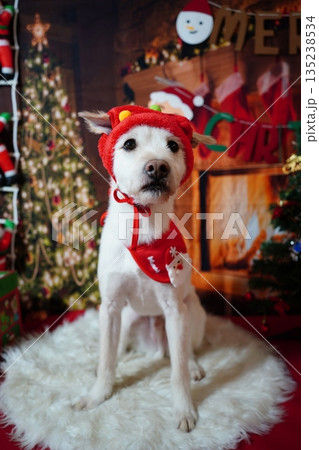 Adorable white dog posing for Christmas holiday photo in festive studio 135238534
