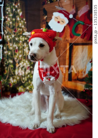 Adorable white dog posing for Christmas holiday photo in festive studio 135238535