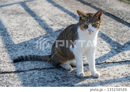 お座りする猫 お座りする猫 135238589