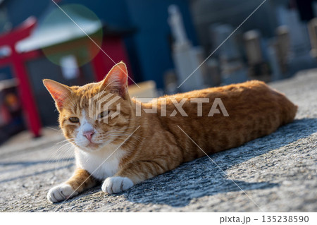 漁港で休む猫 漁港で休む猫 135238590