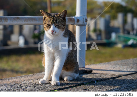 何かを見つめる猫 135238592