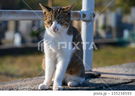 見つめる猫 135238593