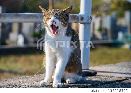 眠そうにしている猫 135238595