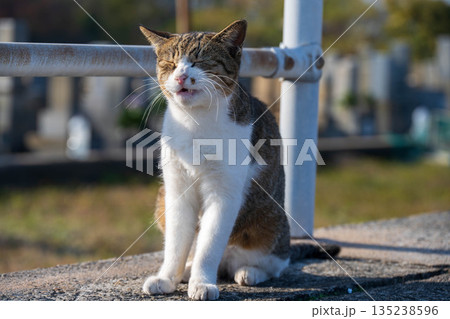 笑顔の猫 135238596
