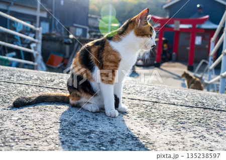 漁港で出会った三毛猫 漁港で出会った三毛猫 135238597