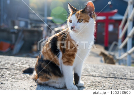 振り向く三毛猫 振り向く三毛猫 135238600