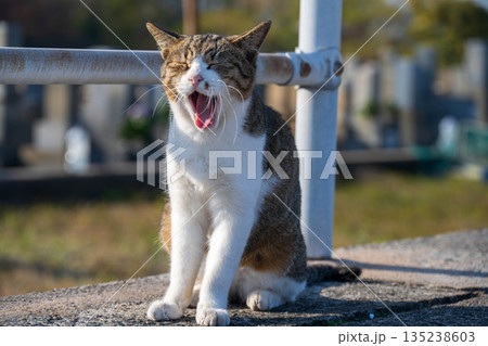 口をあける猫 口をあける猫 135238603