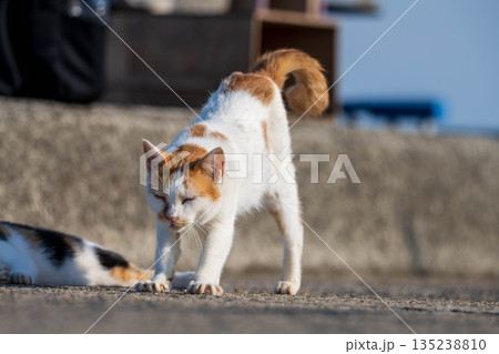 港で出会った猫 港で出会った猫 135238810