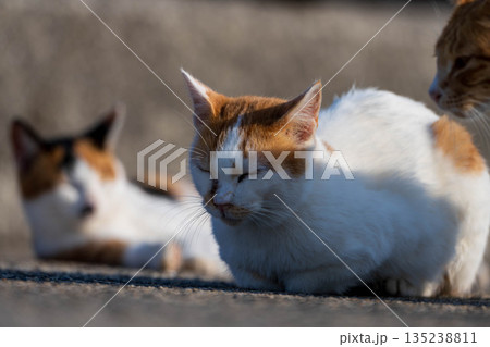 可愛い野良猫の子猫達 135238811