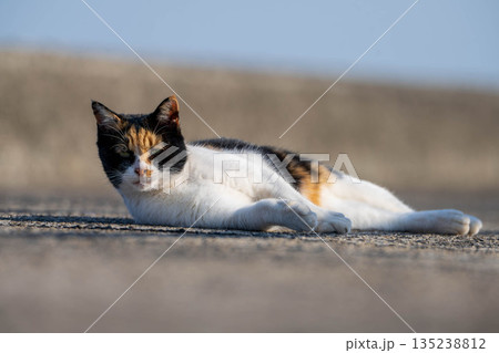 昼寝する猫 昼寝する猫 135238812