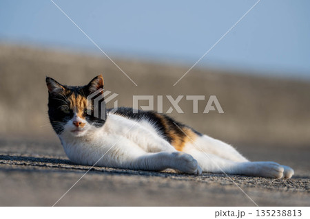 漁港で日向ぼっこをする猫 漁港で日向ぼっこをする猫 135238813