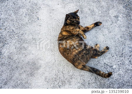 寝転がっている猫 135239010