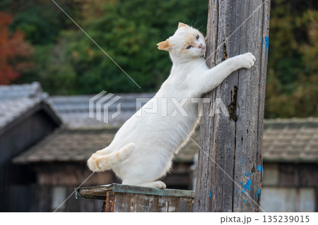 木柱に抱きつく猫 木柱に抱きつく猫 135239015