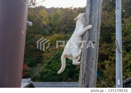 木柱を登る猫 135239016