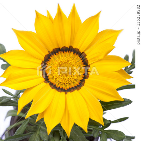 Gazania flower close up Gazania flower close up 135239582