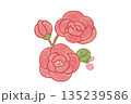 水彩で描いたピンクの椿のイラスト 135239586