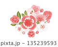 水彩で描いた赤い梅の花のイラスト 135239593