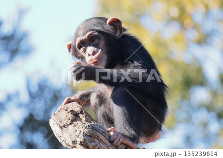 チンパンジー 135239814