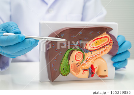 Liver with gallbladder, pancreas spleen and duodenum, Asian doctor holding human anatomy model for study diagnosis and treatment in hospital. 135239886