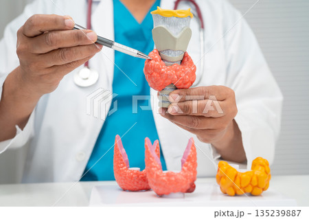 Hyperthyroidism, Overactive Thyroid, Thyroid Lymphoma, Asian doctor with thyroid gland human anatomy model in hospital. 135239887