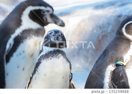 フンボルトペンギン 135239888