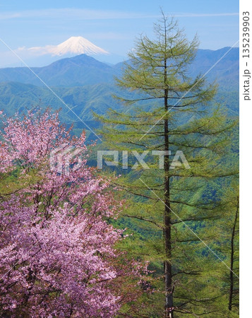奥秩父・雲取山から望む桜と富士 135239903