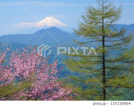 奥秩父・雲取山から望む桜と富士 135239904