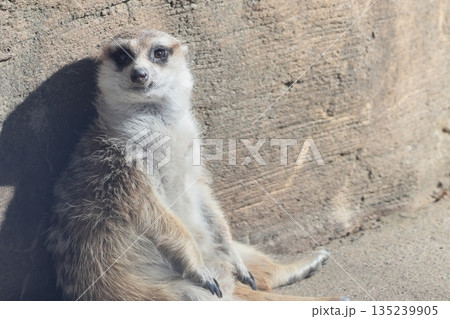 ミーアキャット ミーアキャット 135239905