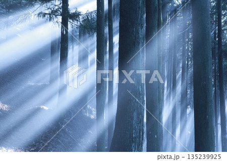 森の木立に差し込む光芒　静寂と癒しの自然風景 135239925