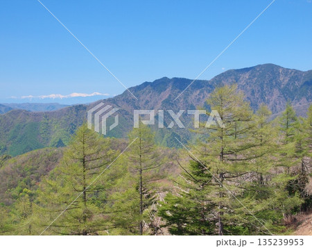 石尾根縦走路から望む春の飛龍山 石尾根縦走路から望む春の飛龍山 135239953