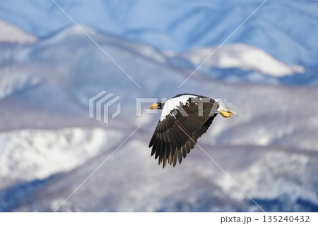 羅臼港沖の流氷の上を優雅に飛ぶ美しい大鷲 135240432