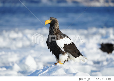 羅臼港沖の流氷に佇む精悍な大鷲 135240436