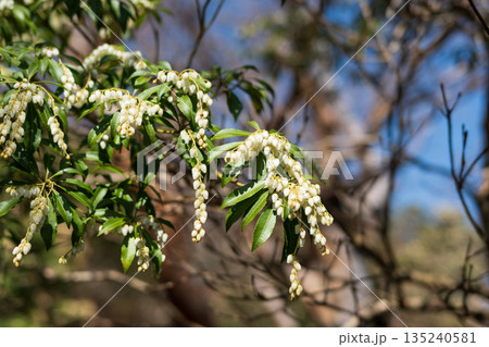 天城山、登山、静岡県 135240581