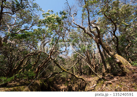 天城山、登山、静岡県 135240591