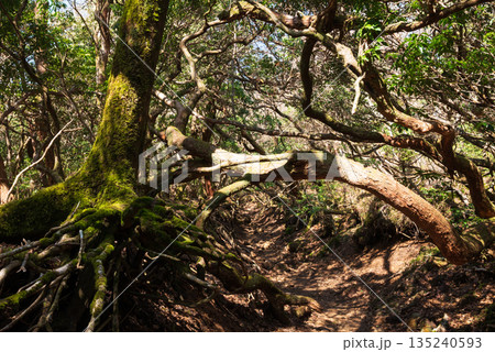 天城山、登山、静岡県 135240593