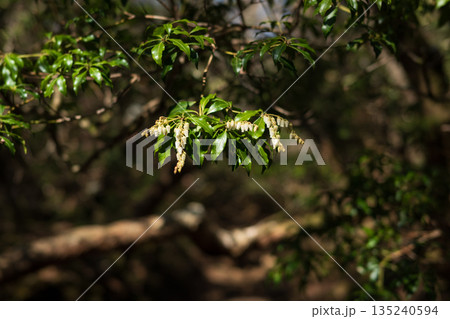 天城山、登山、静岡県 135240594