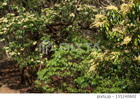 天城山、登山、静岡県 135240602