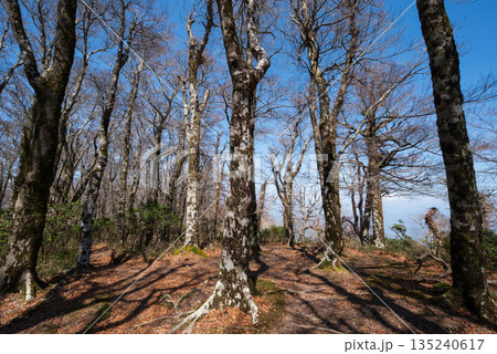 天城山、登山、静岡県 135240617