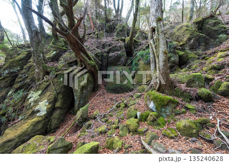 天城山、登山、静岡県 135240628