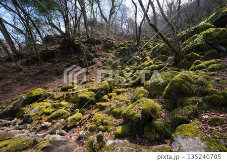 天城山、登山、静岡県 135240705