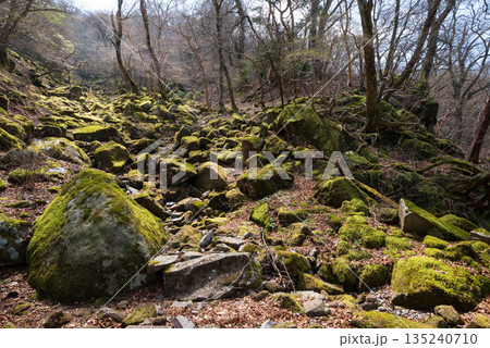 天城山、登山、静岡県 135240710