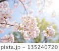 桜の花びらが舞う春の穏やかな風景 135240720
