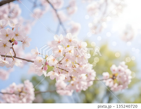 桜の花びらが舞う春の穏やかな風景 135240720