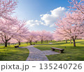 春の桜並木と青空の美しい風景 135240726