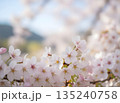 桜の花びらが舞う春の情景 135240758