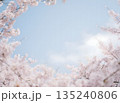 桜の花と青空の美しい風景 135240806